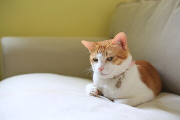 ginger cat with funny face