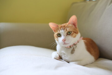 ginger cat with funny face