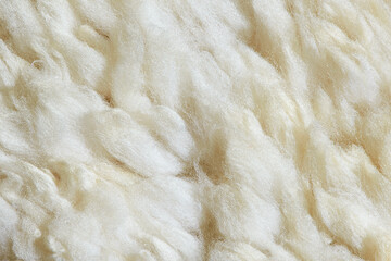 Sheep fur texture. Macro.