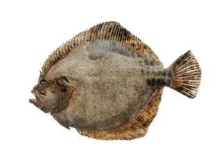 live flounder isolated on white background