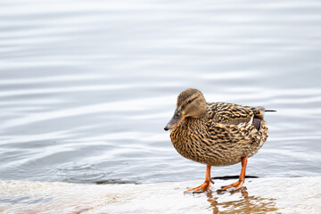 A small duck mallard stands on the right side of the frame on a rock with folded wings wild bird against the water of the river Volga Saratov region hunting for a bird in Russia on reservoirs.