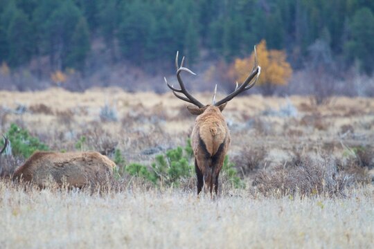 massive bull elk with huge rack of antlers from behind