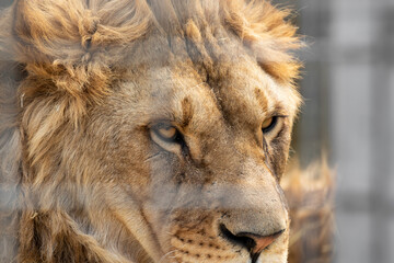 A close-up portrait of a formidable wild lion made through a metal cage fence from behind a fence...