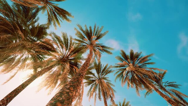 Palm trees at sunset light and sky