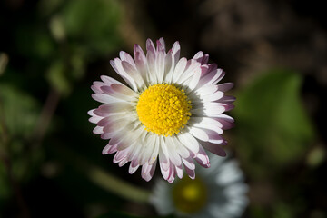 Obraz premium Margherita di campo