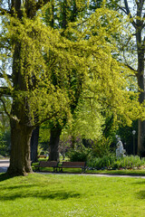 Ginkgo biloba, Parc, Mairie, Choisy le Roi, 94, Val de Marne