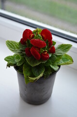 Beautiful bright flower of calceolaria in a pot on the window