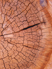 Fototapeta premium dry cracked cut of a tree trunk.