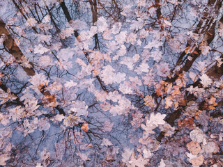 autumn oak leaves in water with forest reflection. cloudy dramatic autumn background.