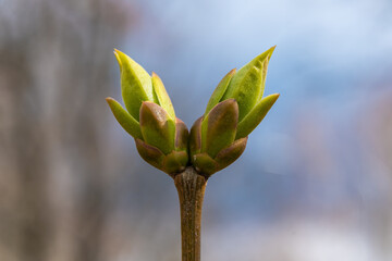 Russia. April 23, 2021. The first spring leaves on the bushes.