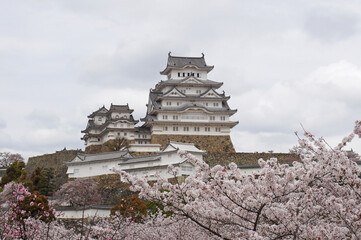 Himeji Castle with beautiful cherry blossoms in full bloom, Himeji, Hyogo Prefecture, Japan