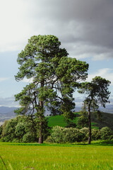 tree in the field