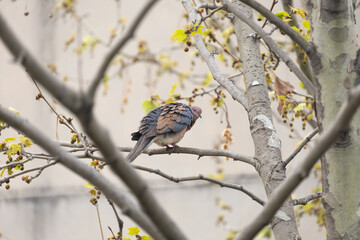 dove between tree branches, self-cleaning, sycamore tree,