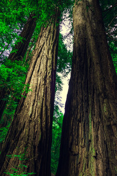Muir Woods National Monument. Collection of trees in green forest with space for text