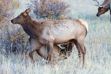 mother elk nurses yearling while wide eyed bull elk watches