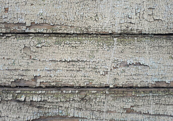Obraz premium Old peeling paint on wooden wall, grunge texture
