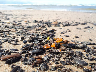 Fototapeta na wymiar Small pieces of natural amber on the sand among the debris taken out from the sea after the storm on the background of waves