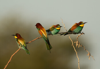 European bee-eatera perched on acacia tree, Bahrain