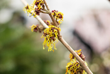 hamamelis mollis close up in the garden