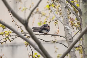 dove between tree branches, self-cleaning, sycamore tree,