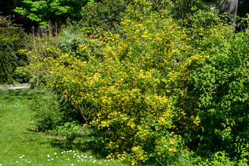 Cytise Commun, Laburnum Anagyroides