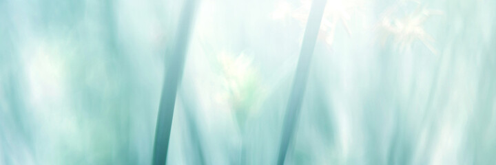 Green Mint Leaf background. Blurred leaves and circular bokeh. Abstract for design and wallpaper.