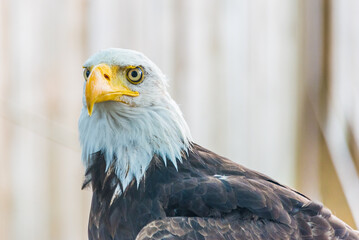 aquila calva