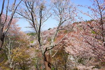 Yoshinoyama sakura cherry blossom during spring. Mount Yoshino in Nara Prefecture, Japan's most famous cherry blossom viewing spot - 日本 奈良 吉野山の桜