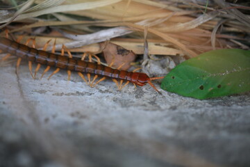 big centipede running through the fallen leaf