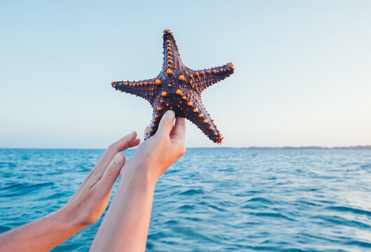 A Female's hands showing a starfish holding a live, large beautiful, and bright ocean inhabitant with sea waves background on Zanzibar island. Exotic vacation concept image.