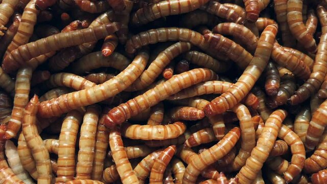 Close up of Mealworms (larva). Static Top Down Shot.