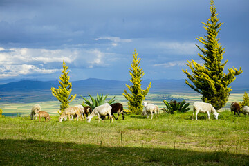 flock of sheep in the field