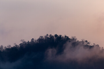Forest, trees on the mountain with a thin mist in the morning, caused by rain at night. Summer...