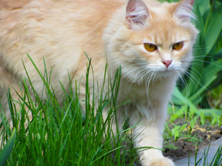 Naklejka na ściany i meble Serious ginger cat walks on the street on the grass