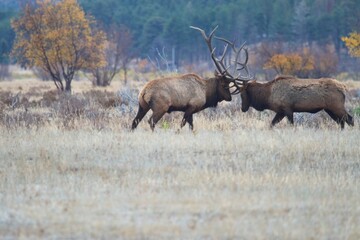 Naklejka na ściany i meble battling bull elk with locked horns