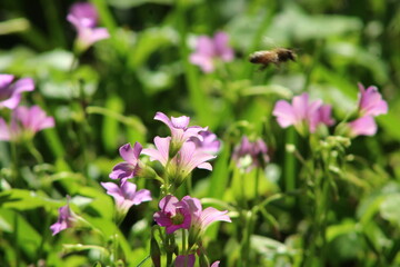Fototapeta premium bee on a flower