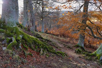 Gorgeous forest in Gamueta forest, Aragonese pyrenees, Huesca province, Spain