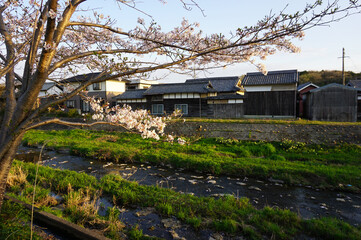 Obraz premium Cherry blossoms and a small Chidorigawa River, Kato City, Hyogo Prefecture, Japan