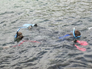 Young Teenagers Snorkeling in the Water with Heads Showing on the Coast of Kona Hawaii