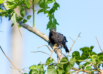 Smooth-billed ani - black bird - waiting