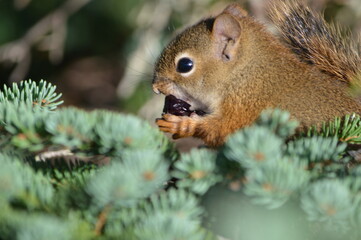 Squirrel Eating Berries