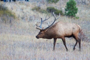 Naklejka na ściany i meble bull elk takes in his surrounds during the elk rut