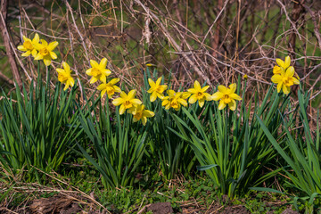 Blooming daffodils in the home garden