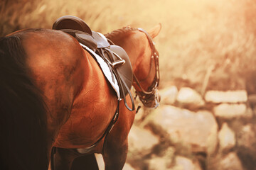 A bay horse with a dark tail and a leather saddle on its back stands on a sunny autumn day. Equestrian sports.  Farm.