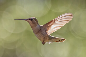 Fototapeta na wymiar close up of hummingbird in flight