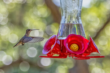 hummingbird feeding on feeder © Robbie Green