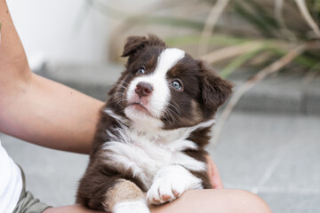 Beautiful border collie puppy playing