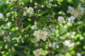 Philadelphus coronarius sweet mock-orange white flowers in bloom on shrub branches, flowering English dogwood ornamental plant