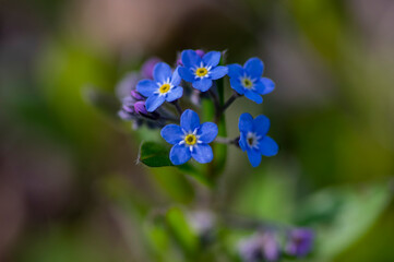 Myosotis sylvatica wood forget-me-not beautiful flowers in bloom, wild plants flowering in forests