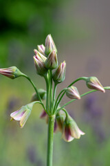 Allium siculum honey sicilian lily garlic flowers in bloom, beautiful springtime ornamental flowering plant, small bells on tall